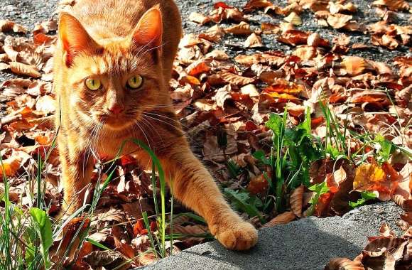 Scared orange cat in the leaves