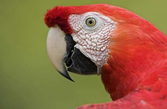 Scarlet Macaw Portrait Amazon Ecosystem Peru