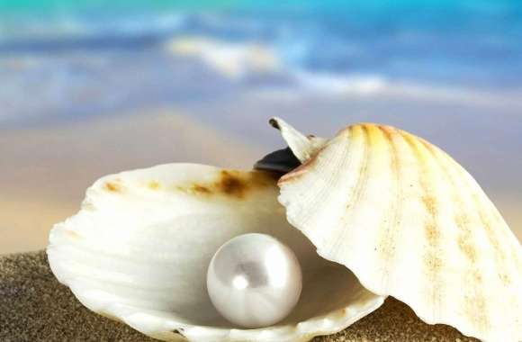Shell and pearl wallpapers hd quality