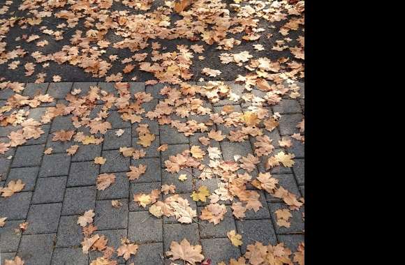 Sidewalk in autumn