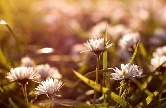Small Daisies wallpapers hd quality