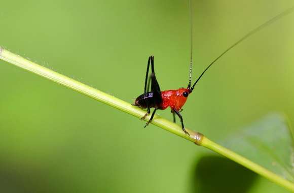 Small Grasshopper Macro