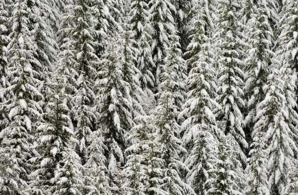 Snow Covered Evergreen Trees