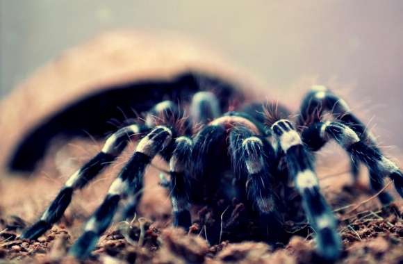 Spider Geniculata