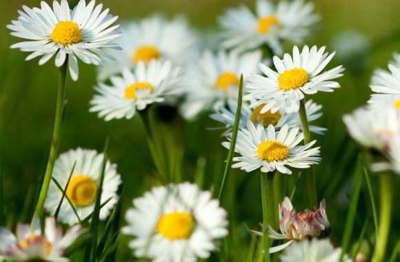 Spring Daisies wallpapers hd quality