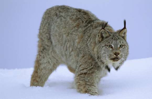 Stalking Canada Lynx Idaho