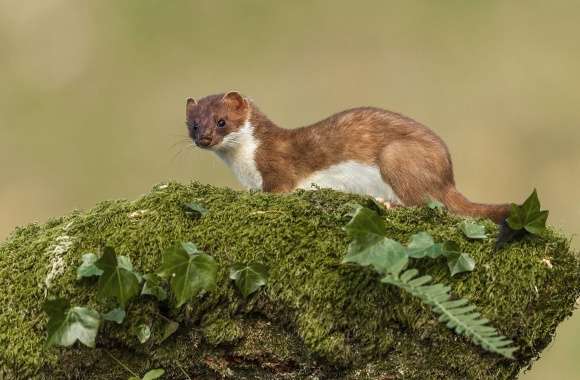 Stoat wallpapers hd quality