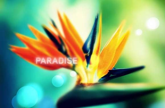 Strelitzia wallpapers hd quality