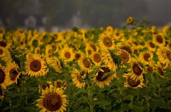 Sunflower Field, Cloudy Summer Day wallpapers hd quality