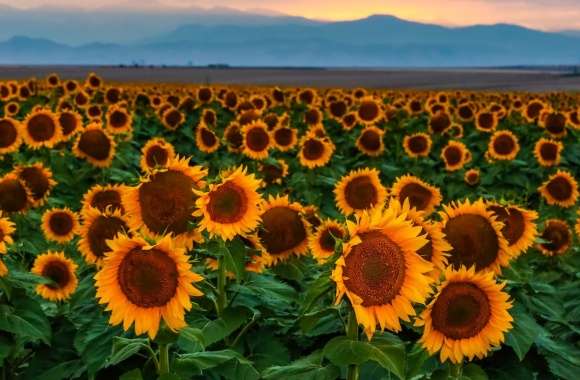 Sunflower Field, Sunset, Colorado