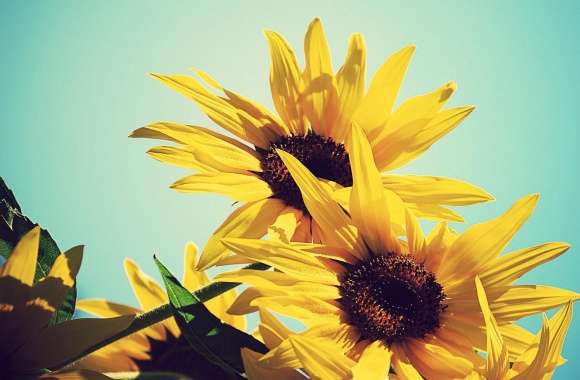 Sunflowers Against Blue Sky wallpapers hd quality