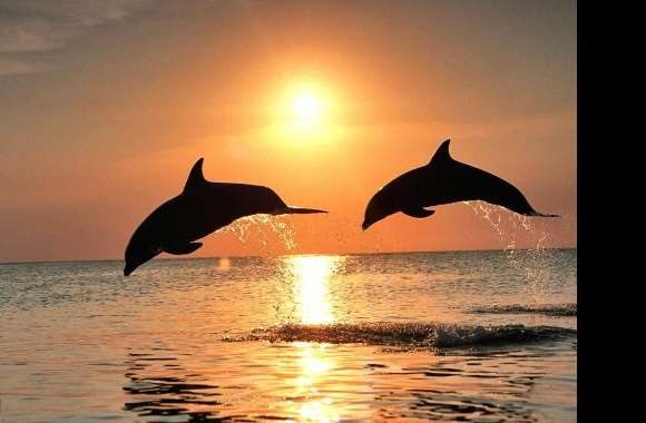 Sunset jumping dolphins