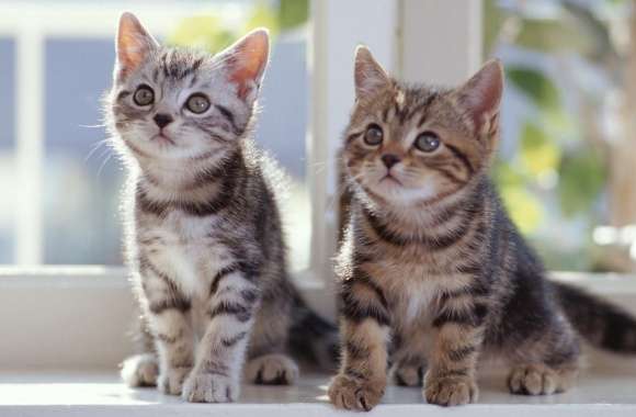 Tabby Kittens wallpapers hd quality