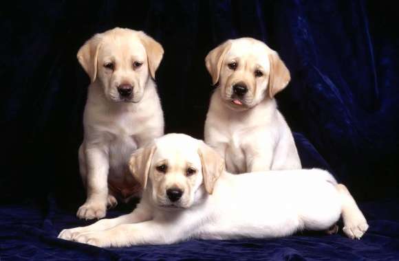 Three puppies of labrador dog