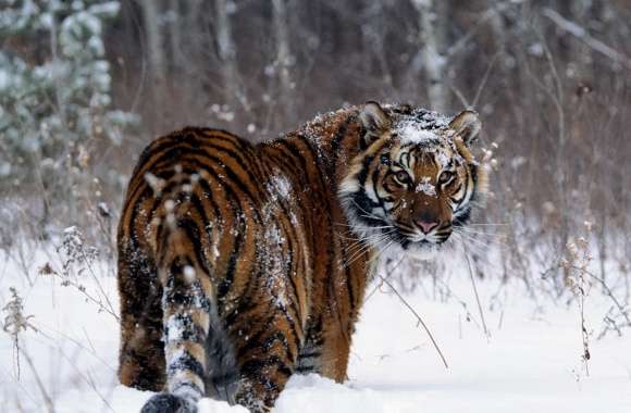 Tiger, Winter wallpapers hd quality