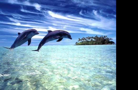 Tropica dolphins wallpapers hd quality
