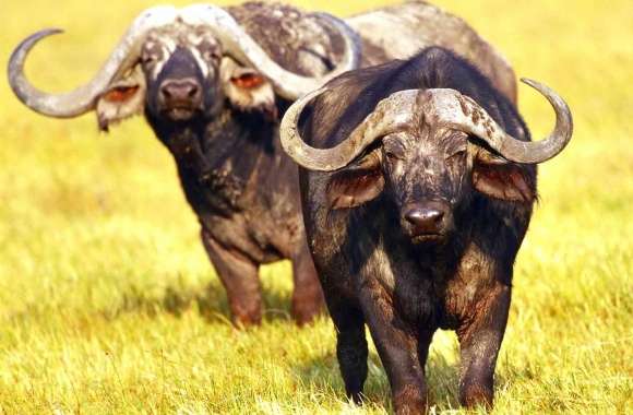 Two buffalos