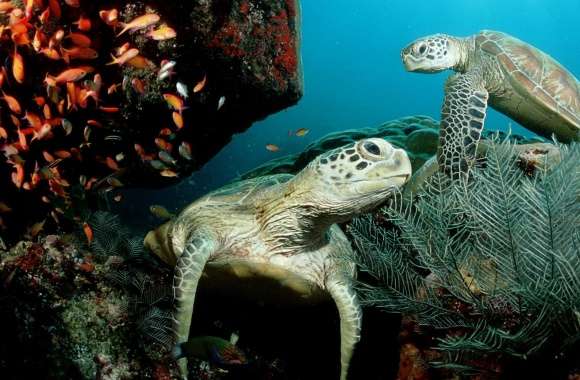 Two Green Sea Turtle