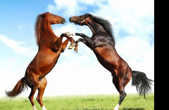 Two horses