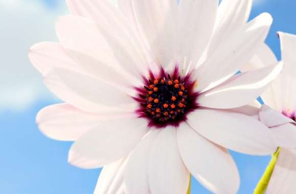 Two White Daisies wallpapers hd quality