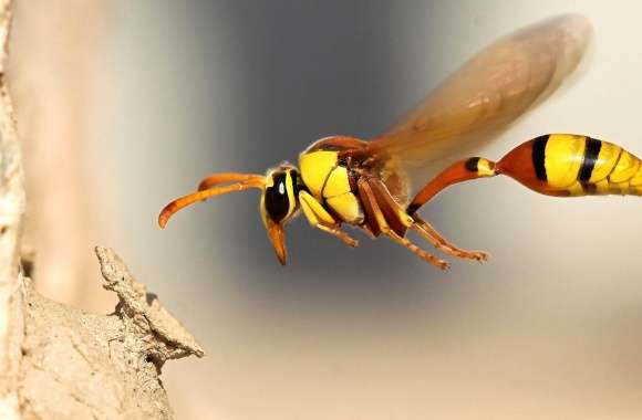 Wasp flyng macro