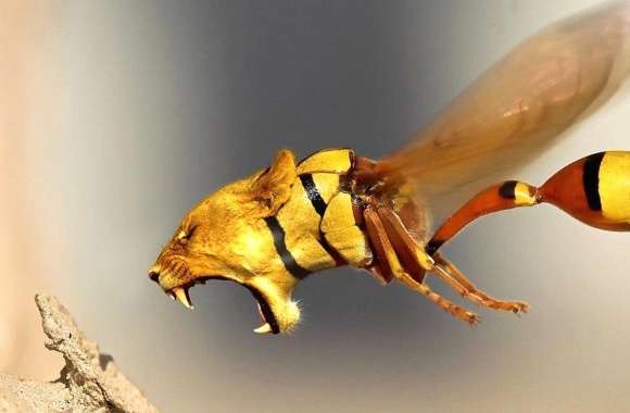 weird lion wasp wallpapers hd quality
