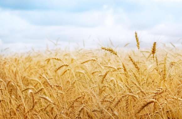 Wheat Yield