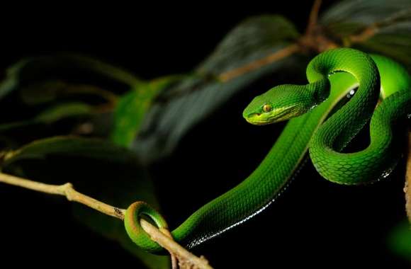 White-lipped Pit Viper Snake