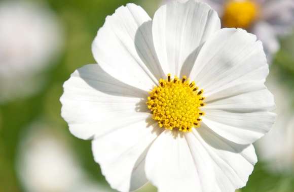 White Cosmos Flower Closeup