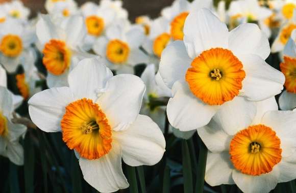 White Daffodils wallpapers hd quality