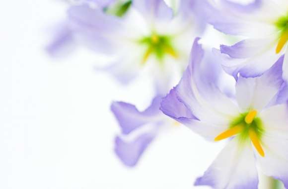 White Flowers Macro wallpapers hd quality