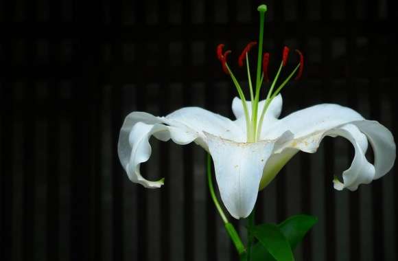 White Lily wallpapers hd quality