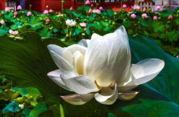 White Lotus wallpapers hd quality