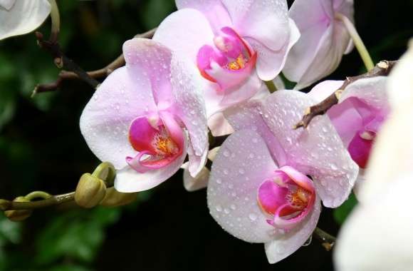 White Orchids