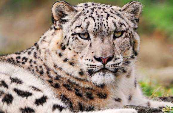 White Snow Leopard wallpapers hd quality