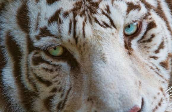 White Tiger Eyes