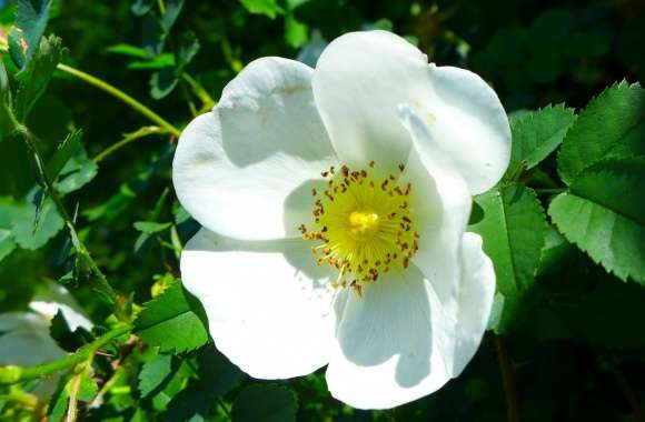 White Wild Rose wallpapers hd quality