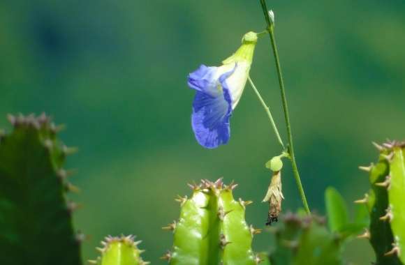 Will to Survive, A Blue Flower