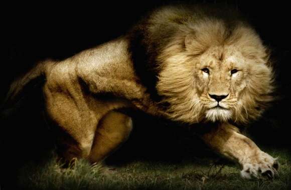Wonderful lion