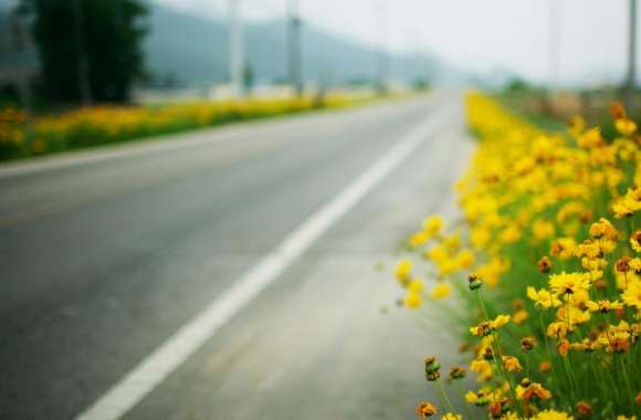 Yellow Flowers Along The Road wallpapers hd quality