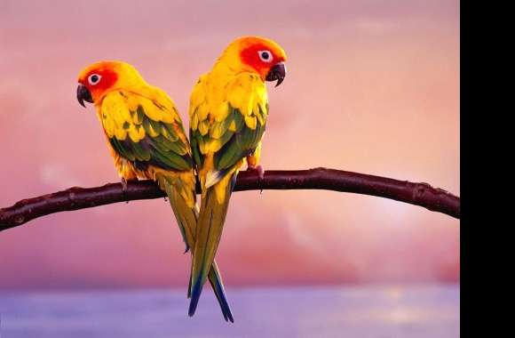 Yellow parrots wallpapers hd quality