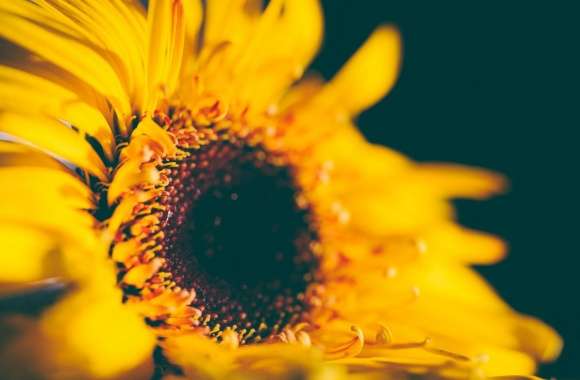 Yellow Sunflower wallpapers hd quality