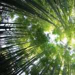 Bamboo Forest hd pics