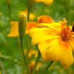 Bee On A Flower widescreen