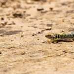 Collared Lizard images