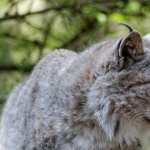 Eurasian Lynx, Eurasischer Luchs wallpapers for iphone