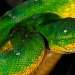 Green Snake high quality wallpapers