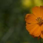 Orange Cosmos Flowers free
