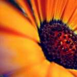 Orange Flower Macro high definition photo