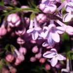 Purple Lilac Flowers desktop